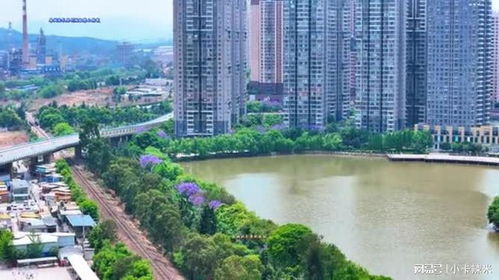 云南安宁市蓝花楹 安宁市航拍 赶紧来看蓝花楹 在云南的中部