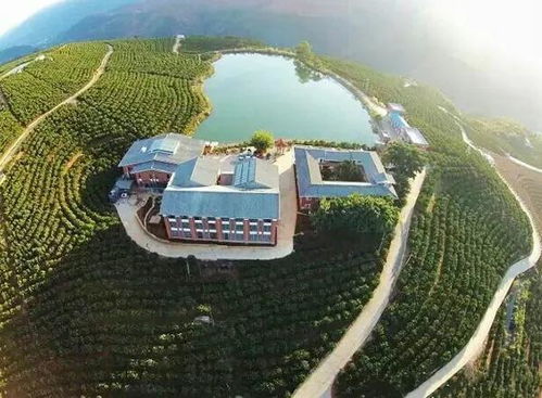 那山,那树,那枚甜甜的果